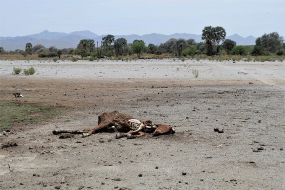 Ook het vee overleeft de droogte in Namibië vaak niet.